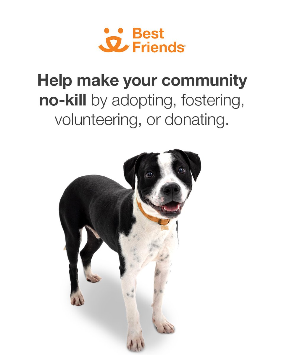 officialDannyT's tweet photo. Today is #NationalAdoptAShelterPetDay. If just 6% more people adopted, we could end killing in US Shelters!

Join @bestfriends and me in helping make our communities no-kill by adopting, fostering, volunteering, donating, or simply help spread the word!

Together we can #SaveThemAll