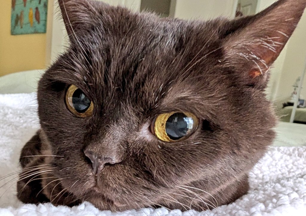 It's my 17th birthday. So far, my breakfast has been late so I demanded a second breakfast right after. The sun isn't out yet, but I'm hoping for some sun puddles soon. Maybe I'll do a hedge watch, maybe not.  For now, a nap. 💖Abbey, super senior