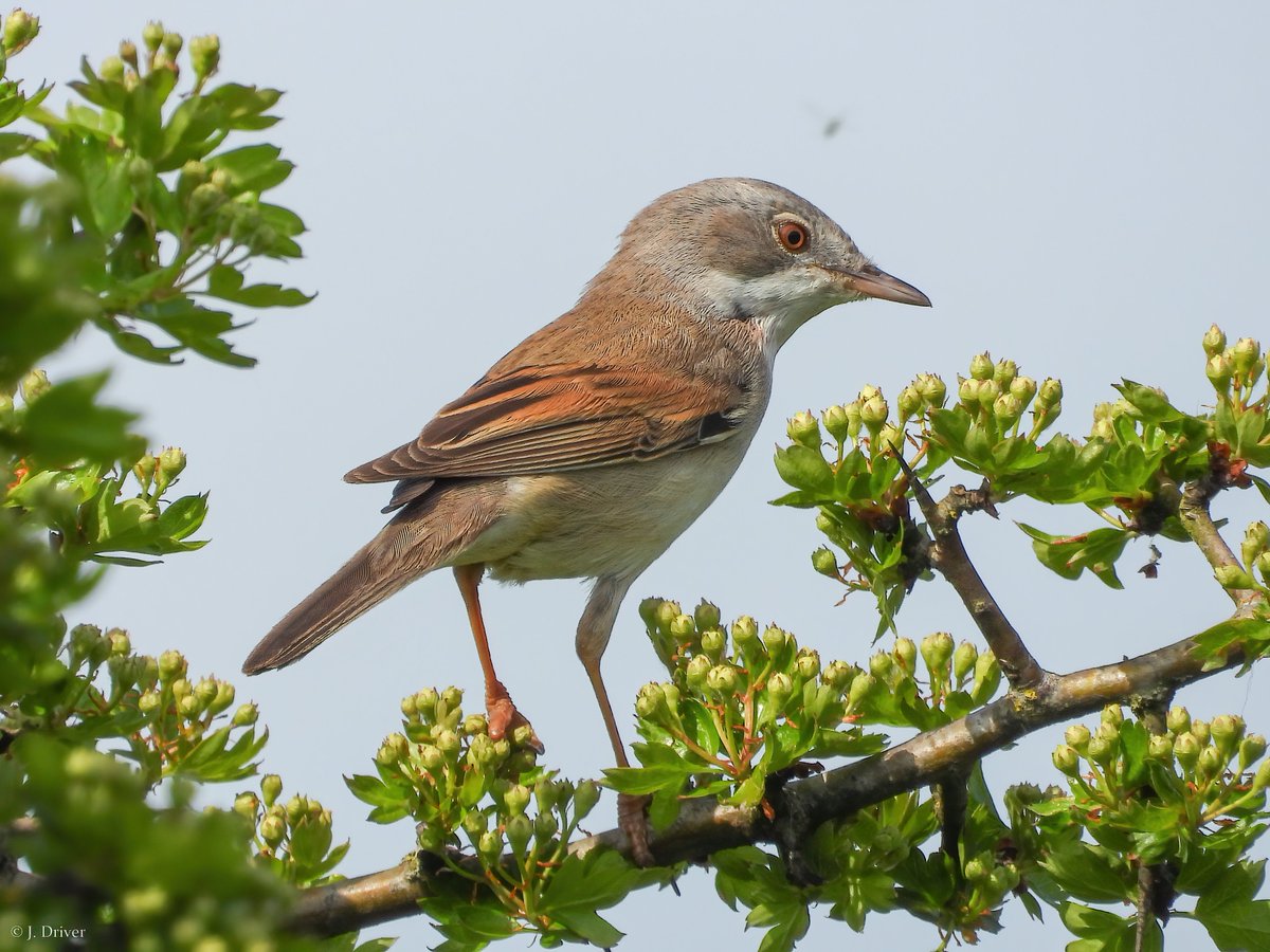 Jack Driver (ELOC) tweet media