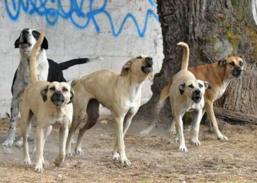 pepevanvan's tweet photo. Ahora toda la jauría de perros chairos peleándose con Zedillo defendiendo a la #NarcoPresidentaClaudia https://t.co/G1Ov1QzT1M