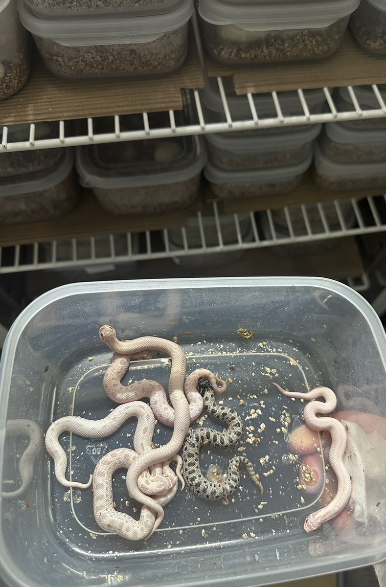 Michael_Gekkota's tweet photo. Hognose snake season is here! 🐍 Get ready for these quirky, upturned-nose beauties to steal the show at Urban Jungle. #HognoseSnake #SnakeSeason #ReptileLovers #HongKongReptiles #UrbanJungleReptileHK https://t.co/e98B9Y6N49