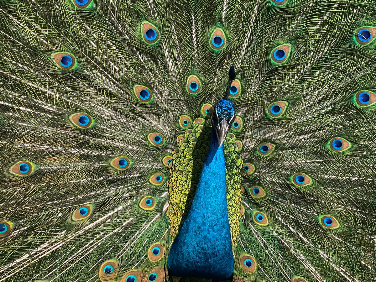 前回の「クジャクの目を数える」新歓では、
正解者はいませんでした。

また挑戦してください！