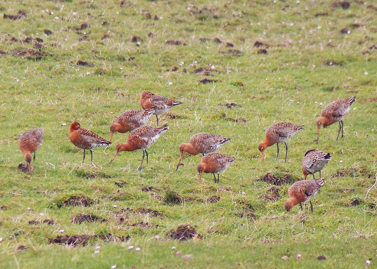 Parula (@tireebirder) on Twitter photo Parties of brick-red Black-tailed Godwits are still passing through #Tiree this week (no colour-ringed birds sadly) on their way to Iceland but, unusually for here, they have been outnumbered by Whimbrel <a href="/GrahamFAppleton/">Graham Appleton</a> Parties of brick-red Black-tailed Godwits are still passing through #Tiree this week (no colour-ringed birds sadly) on their way to Iceland but, unusually for here, they have been outnumbered by Whimbrel <a href="/GrahamFAppleton/">Graham Appleton</a>