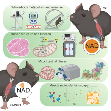 New!  Online now: NAD depletion in skeletal muscle does not compromise muscle function or accelerate aging dlvr.it/TKT483
