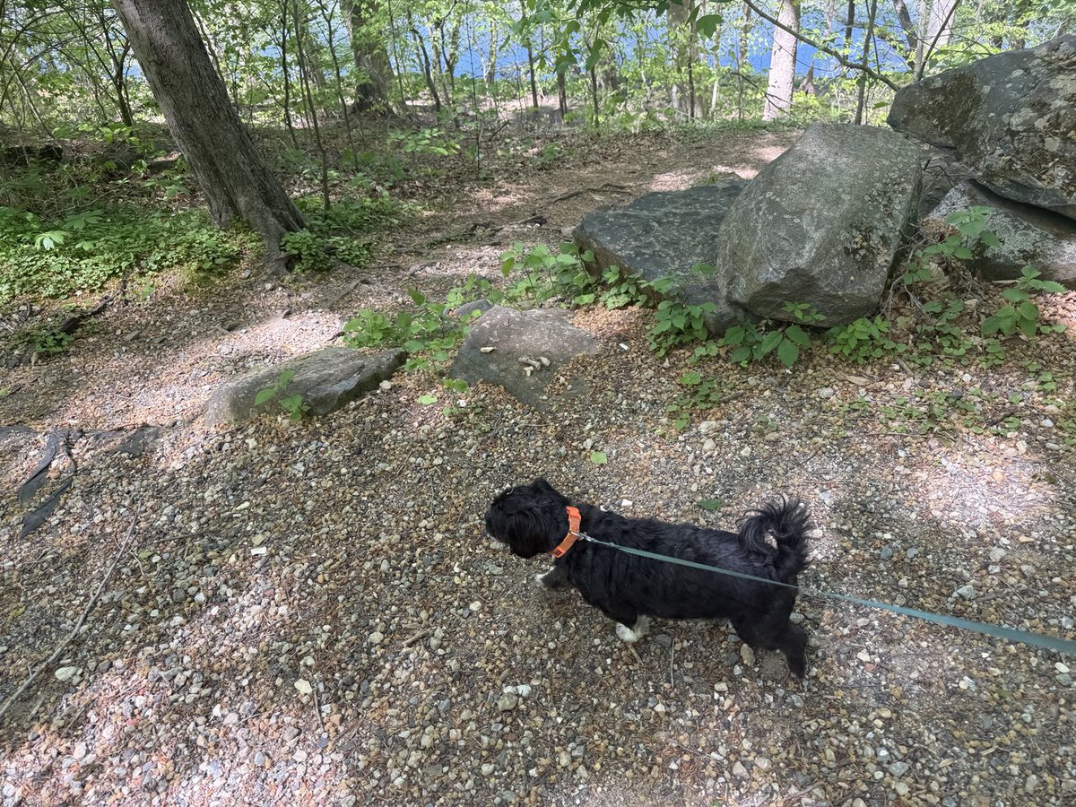 The world is again falling about, but Rico still need his walk! #Dogs #stocks