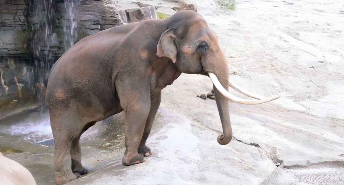 Free The Wild tweet media