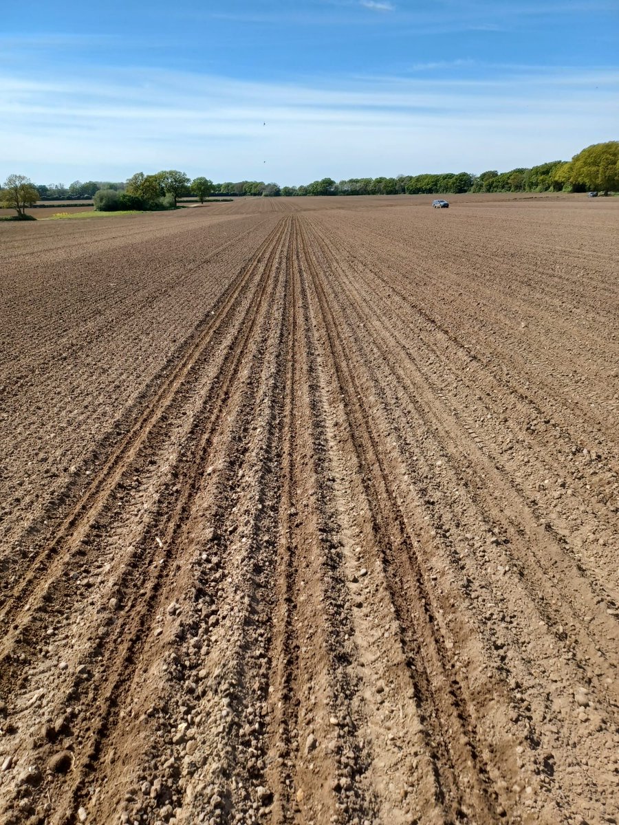 The LG maize technical team have been hard at work drilling in Coventry, managing to drill a massive 2100 plots of maize yesterday! 😮🌽