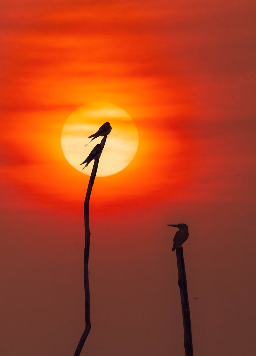 MojoHeads NFT ✨ (@mojoheadsnft) on Twitter photo GM, Artists! ☕️
Rise, even if it’s slow. 🫶
🖼️ 'The Evening Raga' by <a href="/arijitmondal1/">Arijit Mondal</a>
👉
skurpy.com/marketplace/co… GM, Artists! ☕️
Rise, even if it’s slow. 🫶
🖼️ 'The Evening Raga' by <a href="/arijitmondal1/">Arijit Mondal</a>
👉
skurpy.com/marketplace/co…