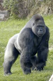 The #GorillaVs100men challenge is why man created weapons!