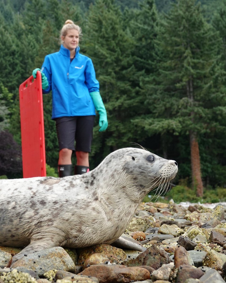 Rescue, rehabilitation, release—it's all thanks to our volunteers. 💙

#MarineMammalResecue #NVW2025 #VolunteerAppreciation