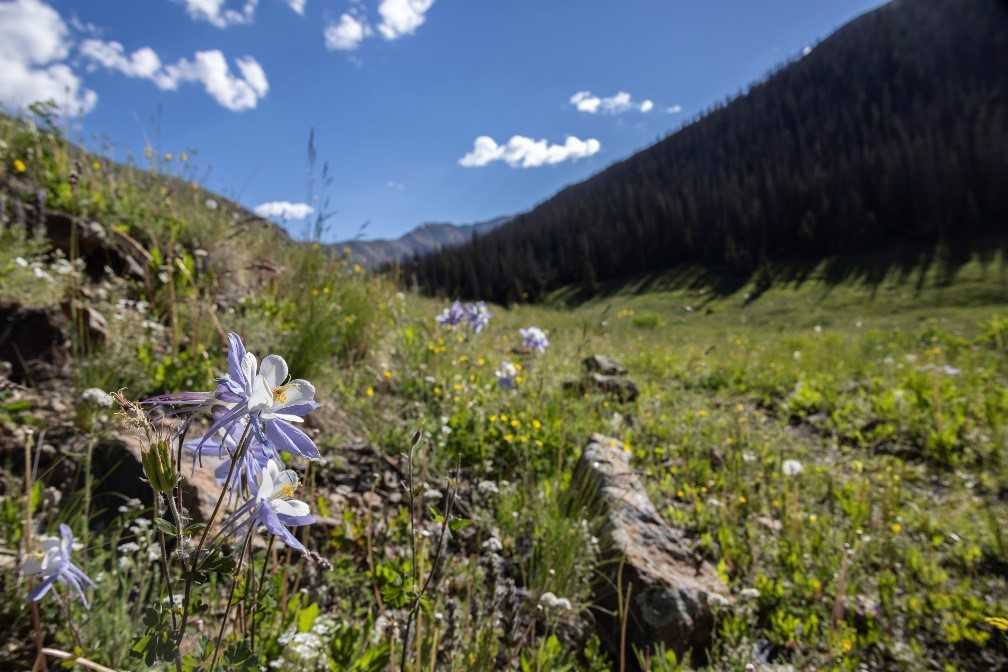 BLM_CO's tweet image. Picking wildflowers might seem harmless, but it can disrupt ecosystems and harm pollinators, birds and wildlife. Over 100,000 people visit the #AlpineLoop area in the summertime, so be sure to have a plan and practice #LeaveNoTrace principles to minimize impact on the landscape.