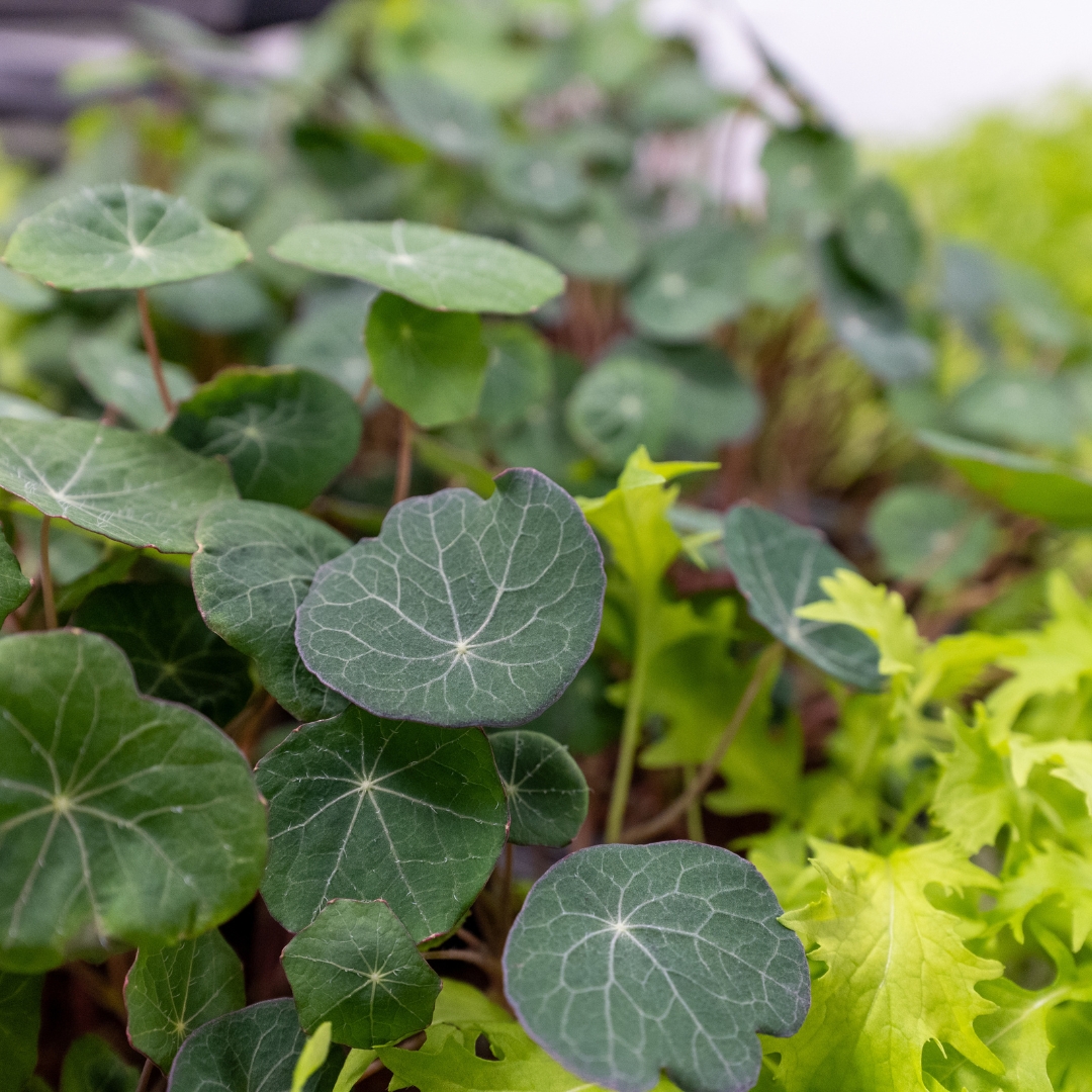 Fresh delivery of microgreens from Green Up Farm, grown right here in Pembrokeshire!

blasrestaurant.com

#blasrestaurant #finedining #pembrokeshire #alacarte #pembrokeshirefood #microgreens