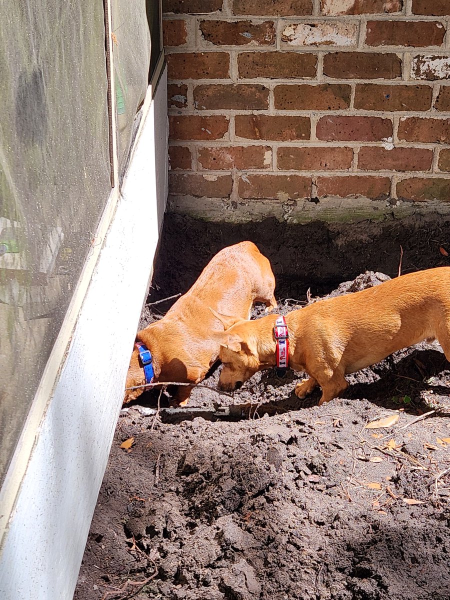We are expert excavattors available for all your digging needs!!!