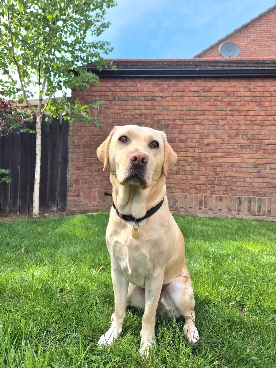 She's back!

🦮  Sally when she 1st came to us Sept 2023 &amp; today #InternationalGuideDogDay  She has returned to us having been on the breeding programme, plans for her have changed &amp; she will now go on to the guiding programme 🤞 🦮 <a href="/little_pengelly/">Emma Little-Pengelly BL</a> <a href="/AMWallace_NI/">Anne-Marie Wallace</a>