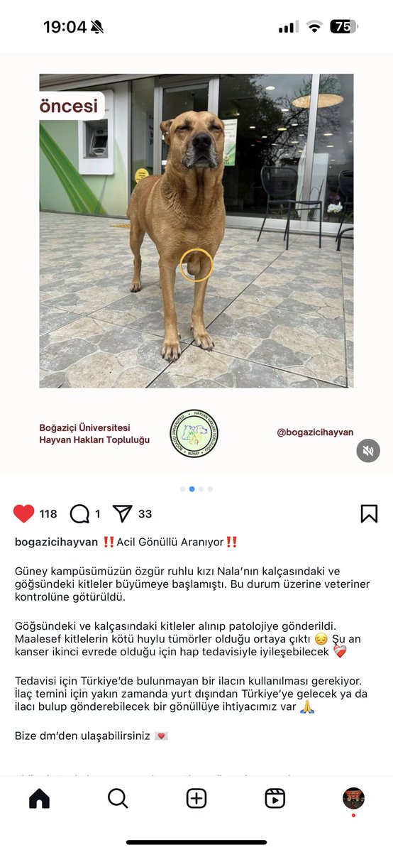 Yakın zamanda yurt dışından gelecek olan veya bu ilacı alıp gönderebilecek bir hayvansever çıkar mı? 

Boğaziçi Üniversitesi gönüllülerinin baktığı Nala'nın tümörleri hapla iyileşebilecek durumda. İlaç Türkiye'de olmadığı için gönüllü aranıyor.

İletişim: <a href="/bogazicihayvan/">BUHAY/BÜLGBTİ+</a> (IG)