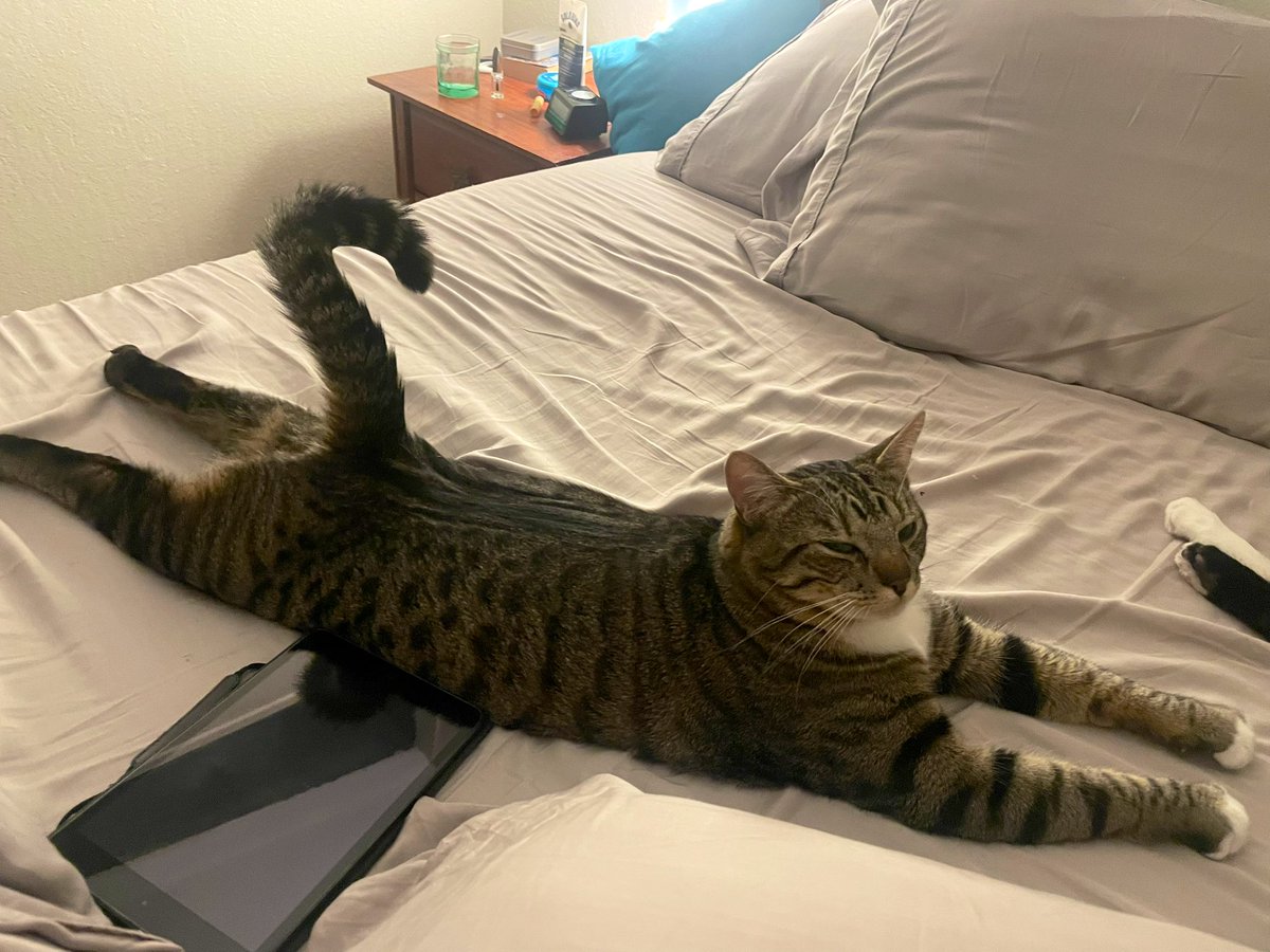 Toby the tabby and white cat is indeed stretched out in a classic sploot pose. His tail is up in a? Shape and he is squinting at the camera. You can also see Sam’s back feet as Sam is sleeping nearby