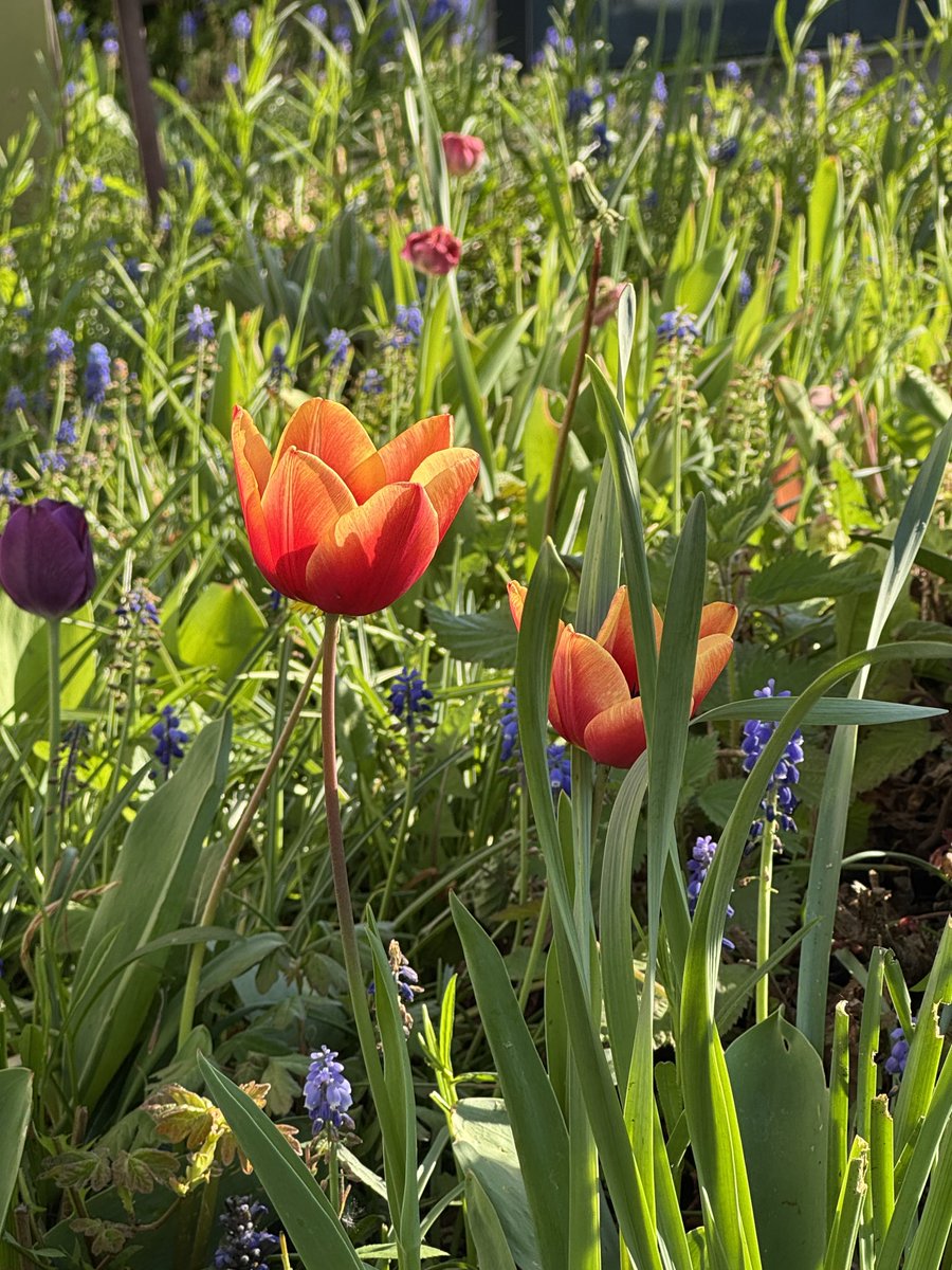 AHildebrandt70's tweet photo. „Wo Blumen blühen, lächelt die Welt!“

- Ralph Waldo Emerson https://t.co/fbA6E1qF4m
