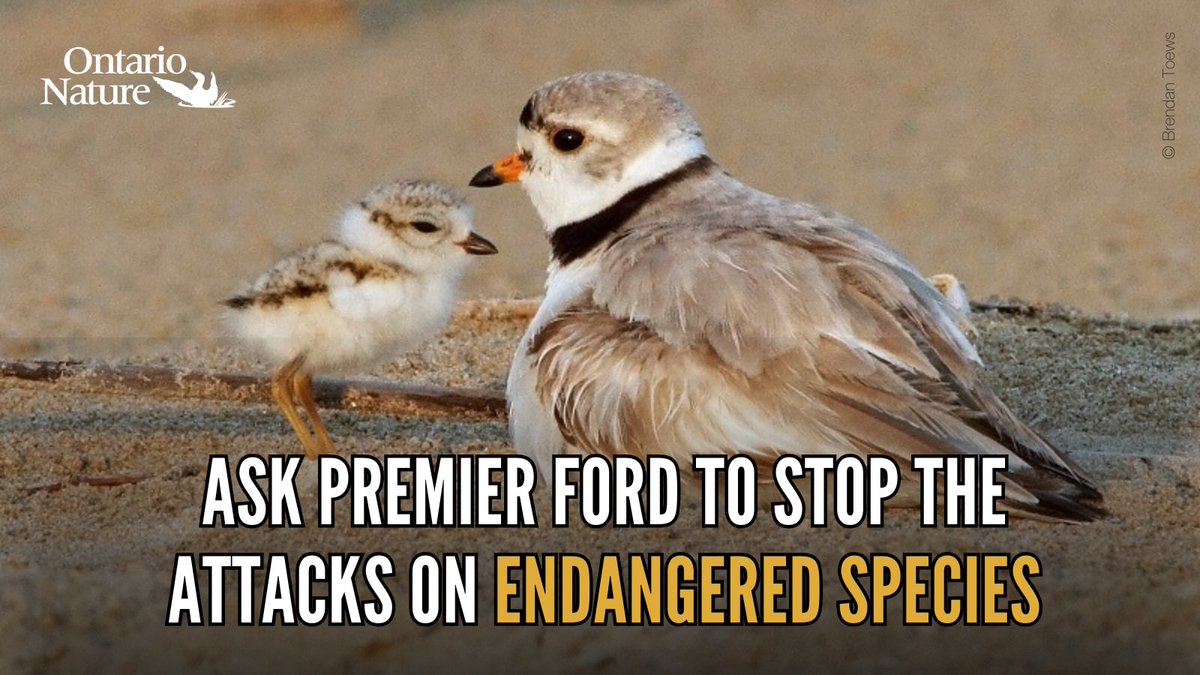 If passed, #Bill5 would scrap the Endangered Species Act &amp; create “special economic zones” where developers would be exempt from provincial regulations.

Ask Premier Ford to stop Bill 5 and the attacks on endangered species❗️ 

👉ontarionature.good.do/bill-5-stop-at… #ONpoli