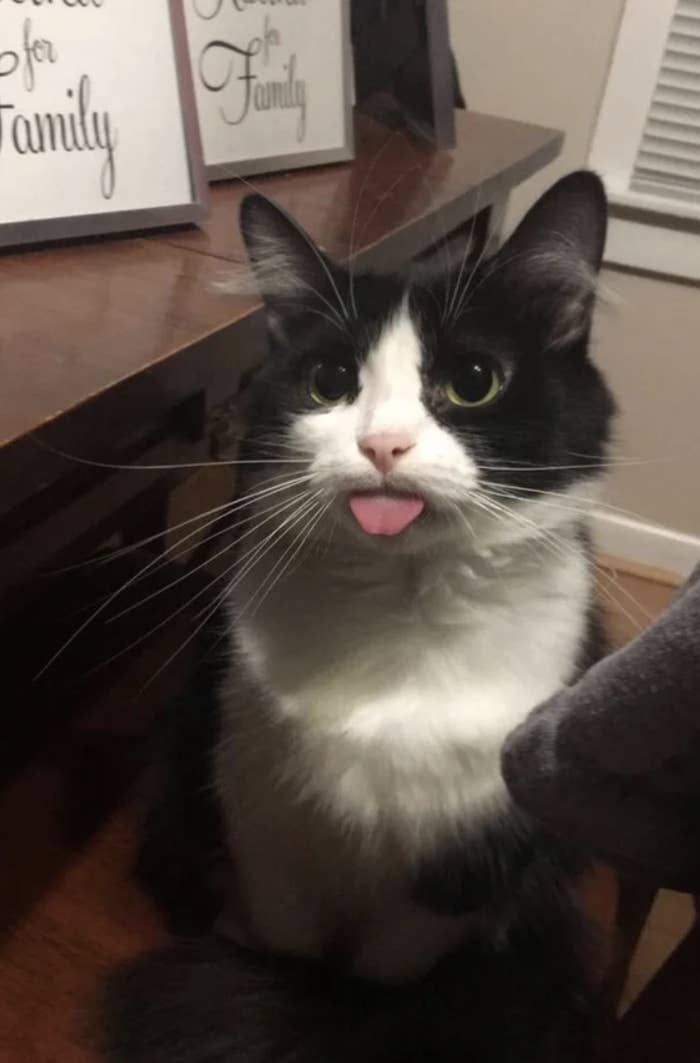 joekitcats's tweet photo. 👅 https://t.co/8y8xKK0GUe