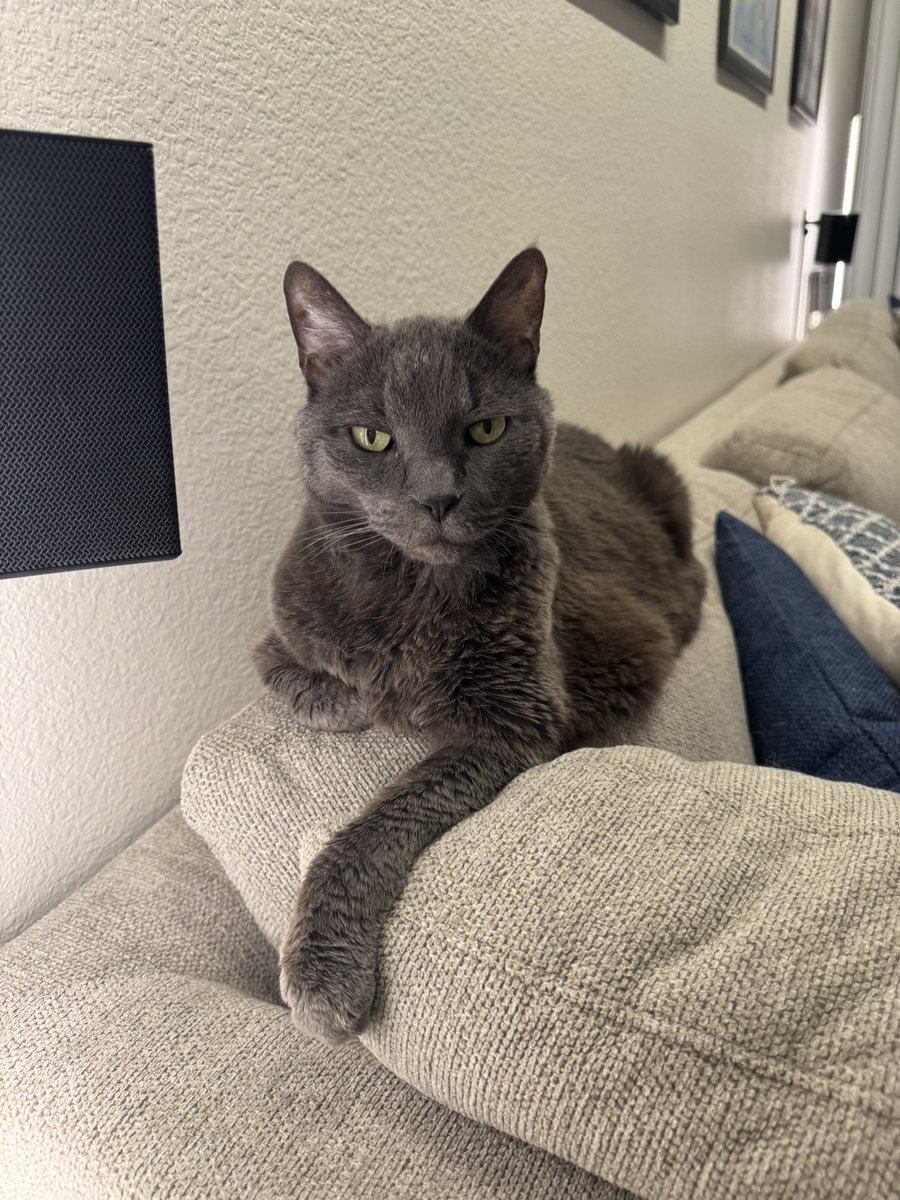 TVRyan's tweet photo. @Artsy_Cupid @oreoeocat Late to the party but Oscar is doing his best Blue Steel https://t.co/iUoLXq8HKV