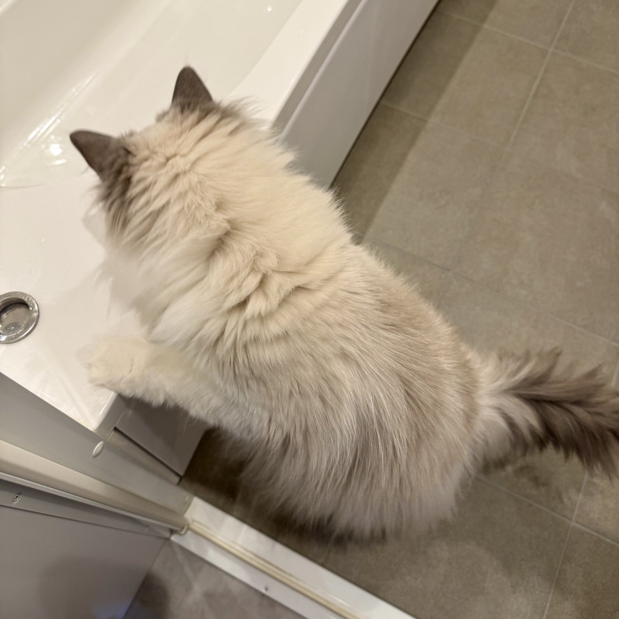 🐈‍⬛櫻🐕‍🦺🐾 on X: 