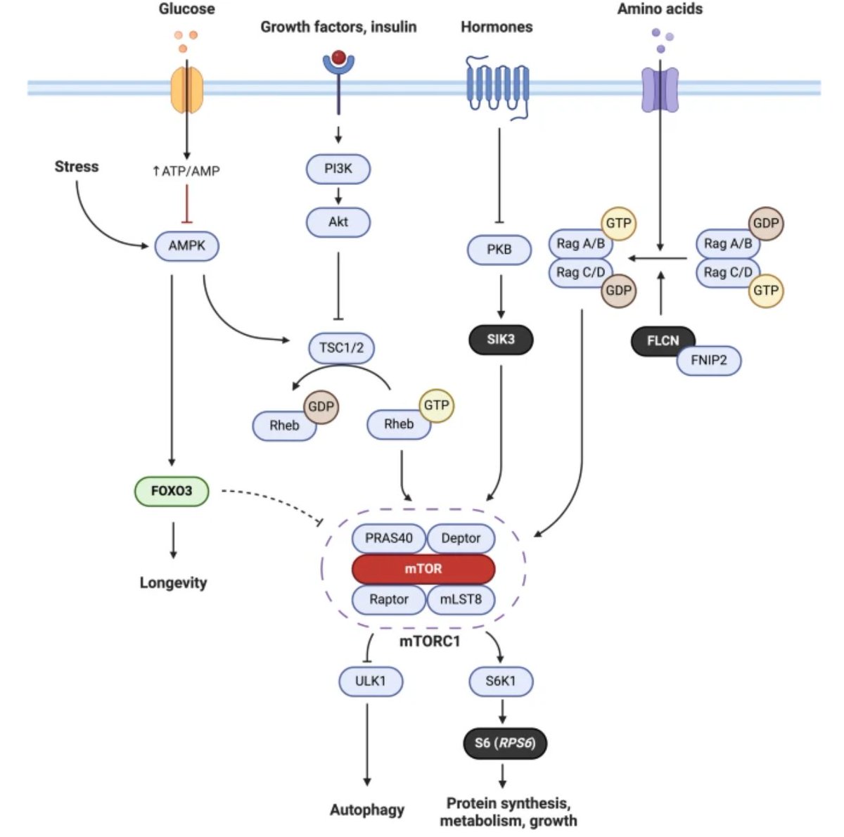 GeroScienceAGE's tweet photo. 📢New Open🔓 Access Article
German longevity study reveals novel rare pro-longevity alleles clustering in mTOR signaling pathway by Daniel Kolbe & Almut Nebel et al.
https://t.co/HuZQRYqrhJ
#genetics #HumanLongevity #exomewide #rarevariants #mtorsignaling https://t.co/0TVtfXvpCq