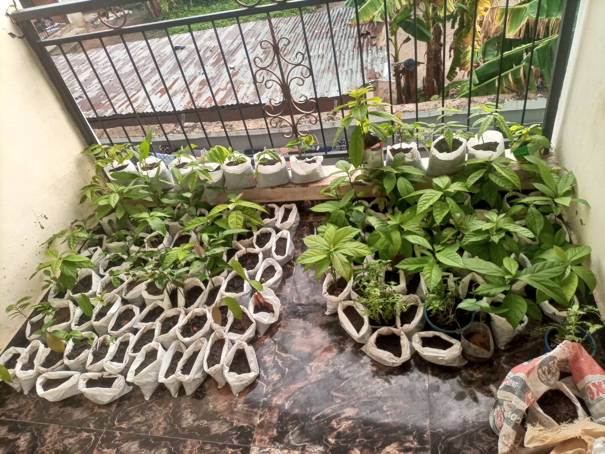 Adaomacyn's tweet photo. Last day of the month 🤝

I'm ending the month with gratitude.

My balcony of green leaves 😁😁

1st April 2025 meets 30th April 2025 https://t.co/6fGcUszioH