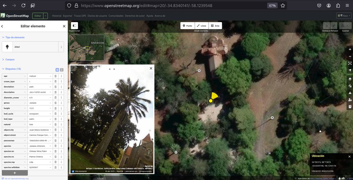openmapchile's tweet photo. 📢 🌴 📌 📸 🗺️  nuevo registro n° 4252 de #Jubaea chilensis, fuera de #Chile, se ubica en el "Gran Buenos Aires" - Argentina.  Palma chilena adulta con 18 etiquetas en #OpenStreetMap #DatosAbiertos icono #MapComplete leaf_type=palm https://t.co/EbvBi1qDLX