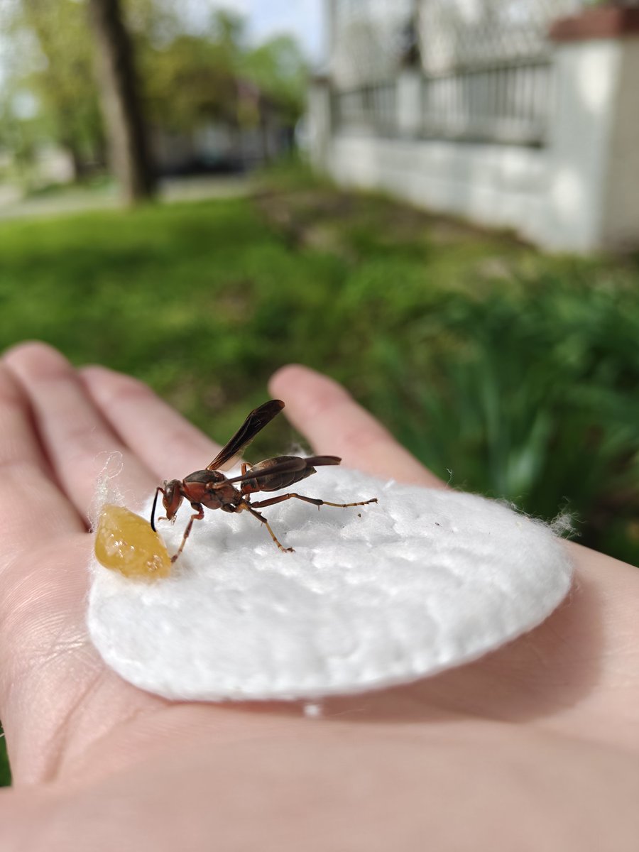 Syrinx's tweet photo. found a wasp in my laundry room this morning, legs covered in cobwebs- pulled it off gently and grabbed some honey. He nibbled for a min thn flew off, happy n full as could be. Fuckin love spring 
✨💐🫶🏼 https://t.co/rYmeDBDMCy