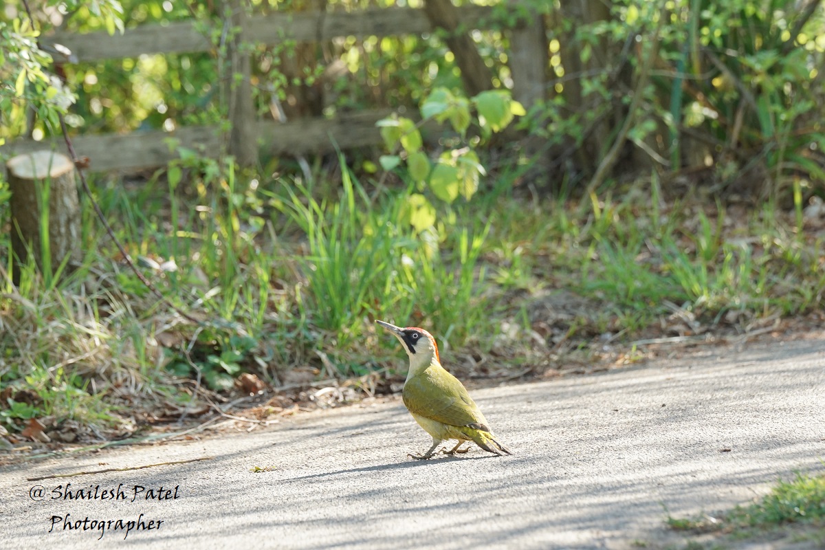 WWT London Wetland Centre (@wwtlondon) on Twitter photo #WWTLondon through your eyes. 😍
Gorgeous images from <a href="/mw_lovett/">Matthew Lovett</a>, <a href="/davidelement1/">David Element</a>, <a href="/adamclittle/">Adam Little</a> and <a href="/patelbynature/">Shailesh Patel</a>.
We love being tagged in your photos. 🫶
#VisitLondon #Nature #WWTLondon through your eyes. 😍
Gorgeous images from <a href="/mw_lovett/">Matthew Lovett</a>, <a href="/davidelement1/">David Element</a>, <a href="/adamclittle/">Adam Little</a> and <a href="/patelbynature/">Shailesh Patel</a>.
We love being tagged in your photos. 🫶
#VisitLondon #Nature