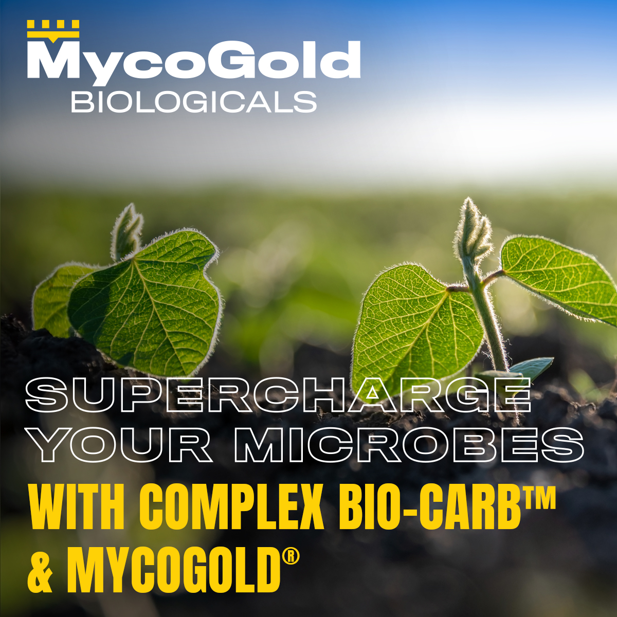 MycoGold's tweet photo. It’s time to upgrade your ammonium, urea, or nitrate sprays! 🌱 Complex Bio-Carb™ fuels soil microbes, boosts plant health, improves stress tolerance, and delivers faster, safer growth. Get yours today! Dealer opportunities available #MycoGold #SoilHealth https://t.co/zl8oqhCiXt https://t.co/RIjq6vD1BQ