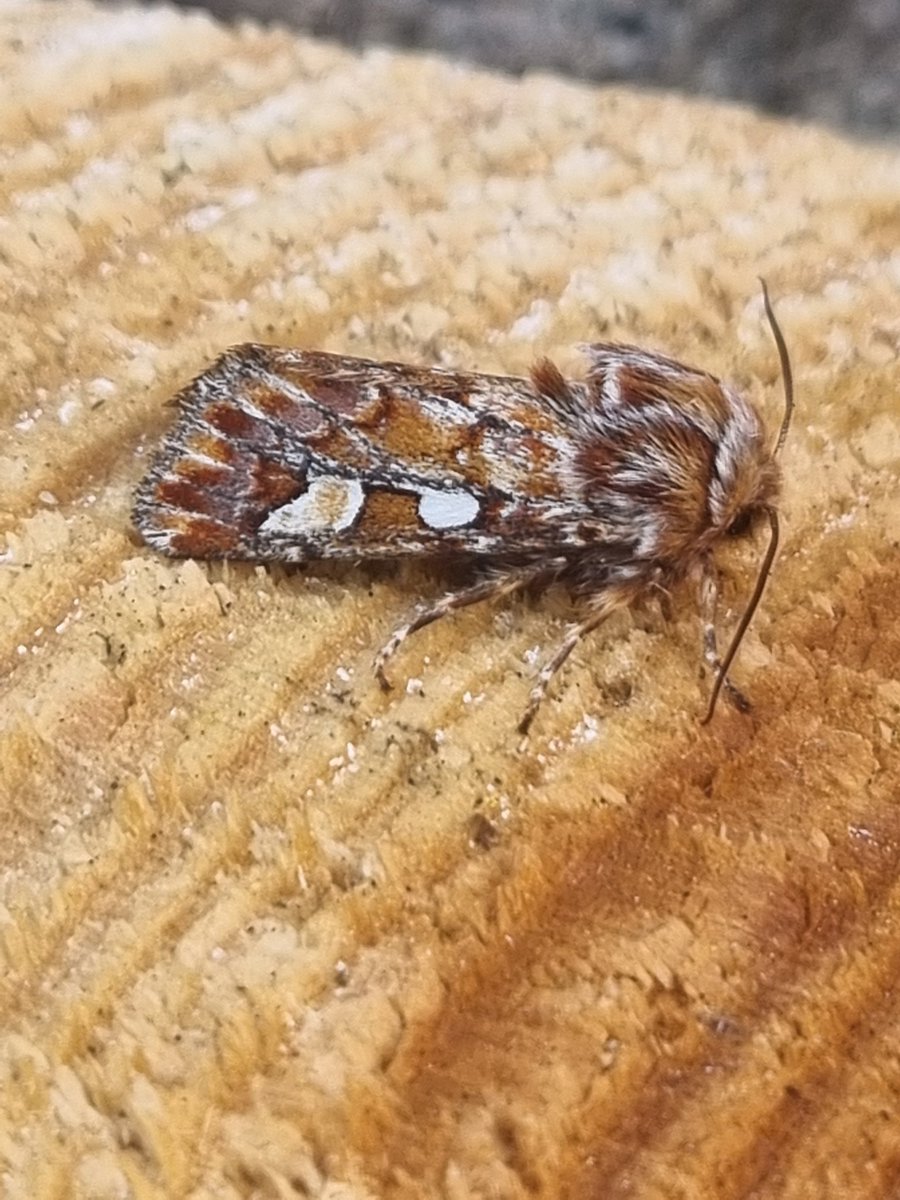 Pine Beauty in the garden last night #teammoth