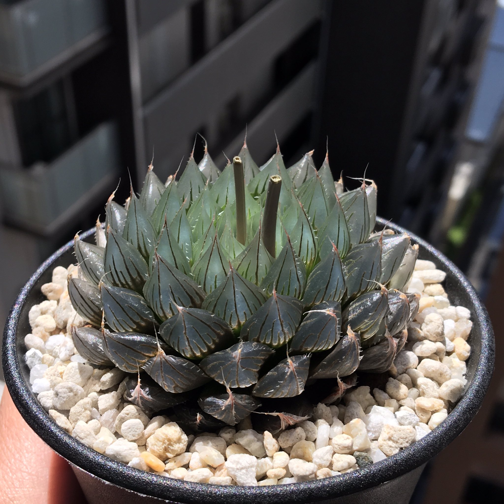 31d ハオルチア 多肉植物 ピグマエアミュータント実生錦 自家繁殖 20C