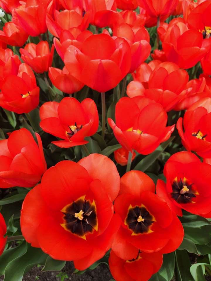 jsyk the tulips at washington park are absolutely POPPING rn