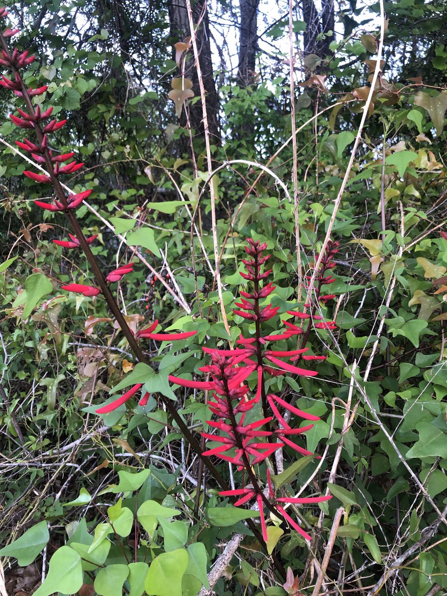 Rosary peas flower this time of the year in central #Florida. A bewitchingly beautiful but toxic vine of the bean family.