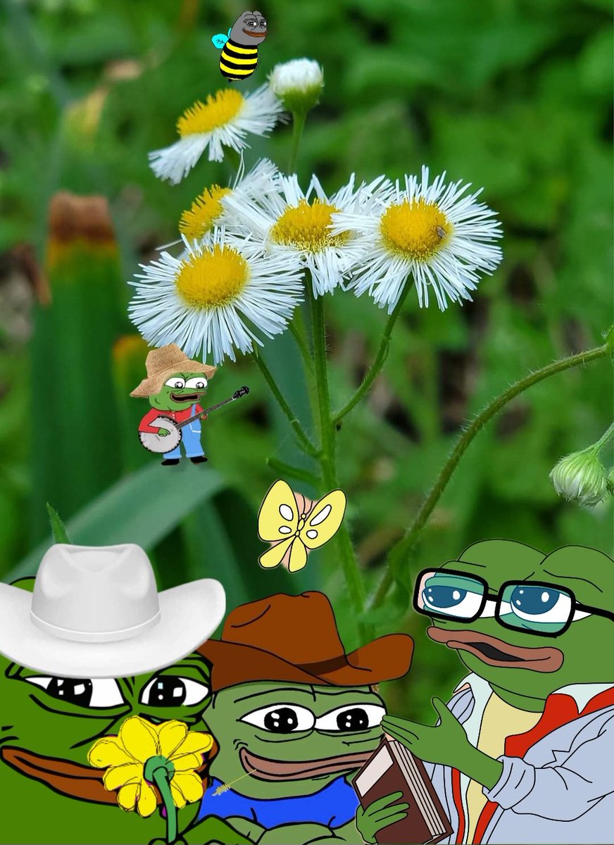 GM frens! ❤️🐸☕️
Enjoy your Wednesday! 🌞