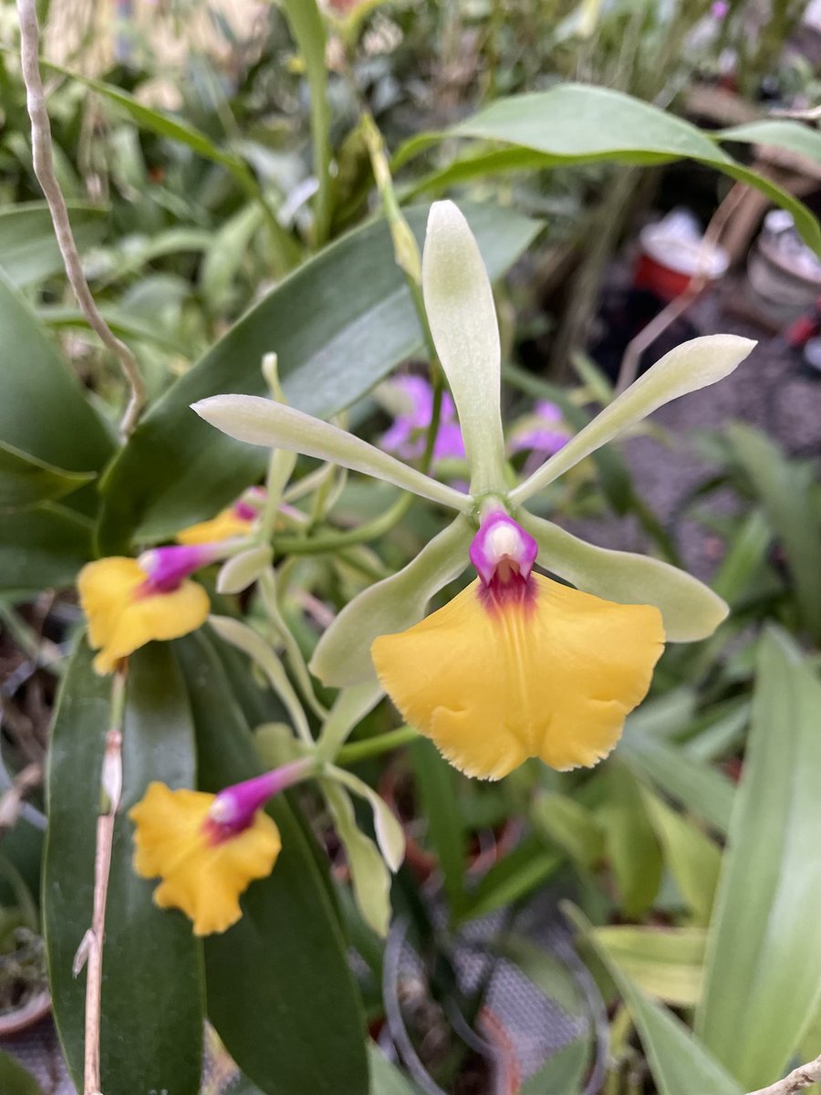 Working@Duke (@workingatduke) on Twitter photo At Dukeās School of Nursing, orchids are symbols of care, patience and resilience. āNever give up on them,ā said Rosa Solorzano, whoās known for reviving struggling plants. Meet the orchid lovers of Duke.
<a href="/DukeU_Nursing/">Duke University School of Nursing</a>
ow.ly/2poK50VHatV At Dukeās School of Nursing, orchids are symbols of care, patience and resilience. āNever give up on them,ā said Rosa Solorzano, whoās known for reviving struggling plants. Meet the orchid lovers of Duke.
<a href="/DukeU_Nursing/">Duke University School of Nursing</a>
ow.ly/2poK50VHatV