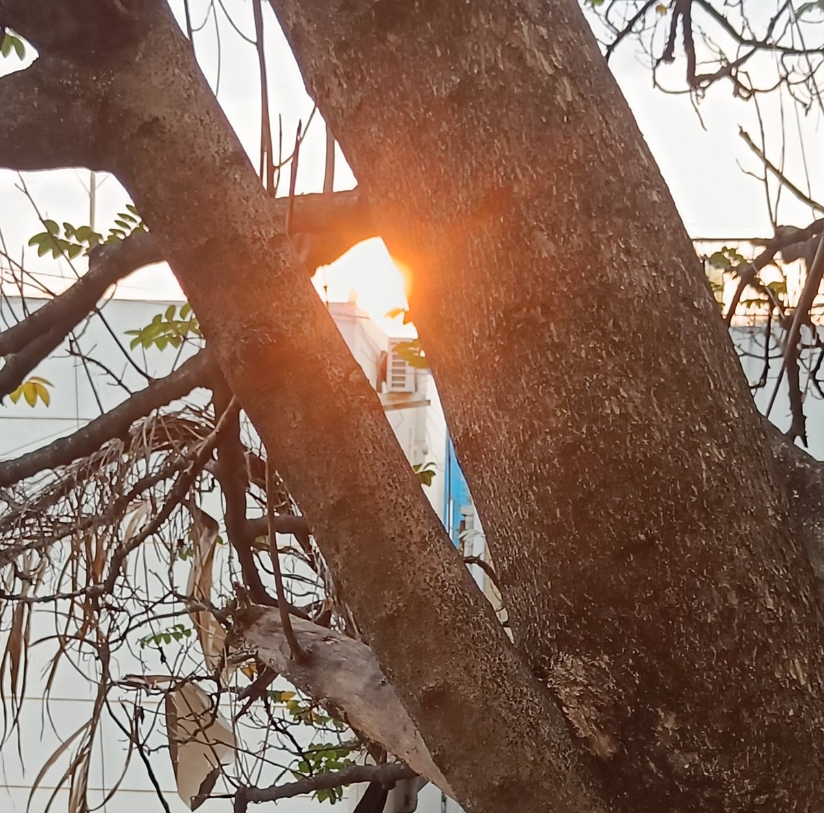 Bingo_mk's tweet image. Peeping sun !
#RandomShot
@Theme_pic_India