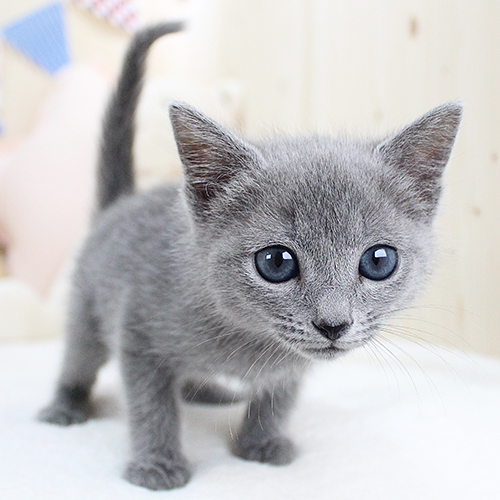 러시안 블루 고양이 닮았어요 😭😭😭