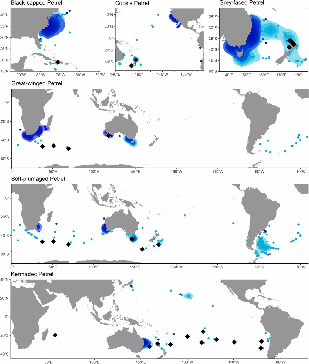 World Seabird Union tweet media
