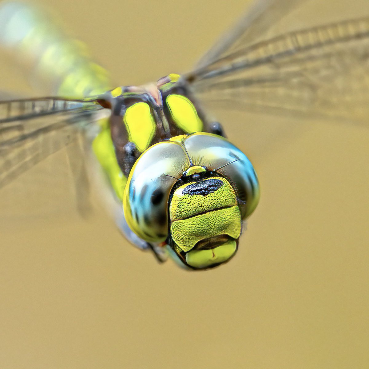 macro_action's tweet photo. Nosey Parker 
Nikon Z8 and 105mm 
Ss1/2500 f4.5 iso2000 https://t.co/jOFpA91r8g
