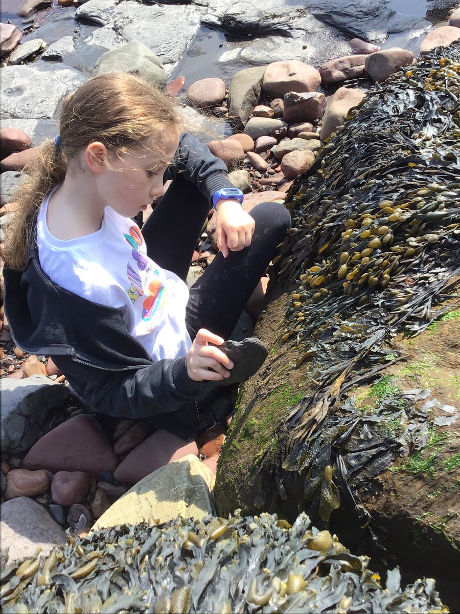 Westerton Primary tweet media