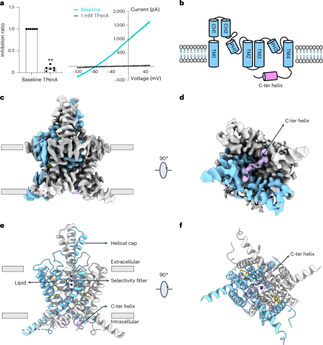 New online! Gating mechanism of the two-pore-domain potassium channel THIK1 bit.ly/435XgI6