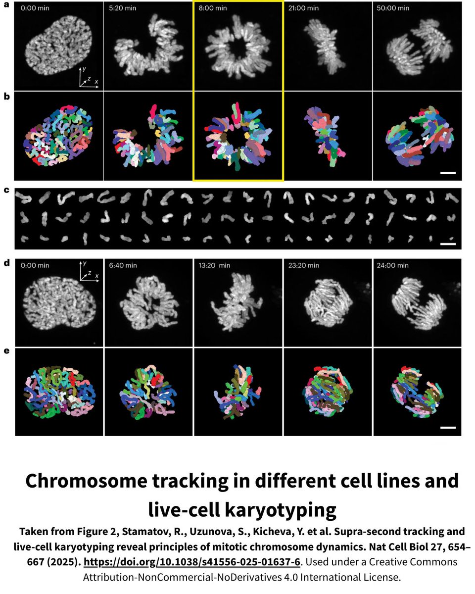 #INNOVATION Stoyno Stoynov &amp; his team at #EuroBioImaging's Sofia Node have developed FAST CHIMP, a new method combining time-lapse super-resolution microscopy with deep learning to track chromosome dynamics at high spatiotemporal resolution.  
Read all about it!🔽