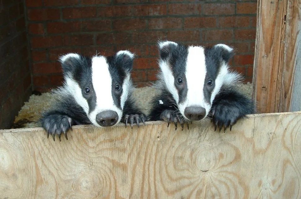 Look at these adorable badgers! Some people believe they should be culled, even though it's ineffective at stopping the spread of bovine TB.

Help end it 👇
petition.parliament.uk/petitions/7003…