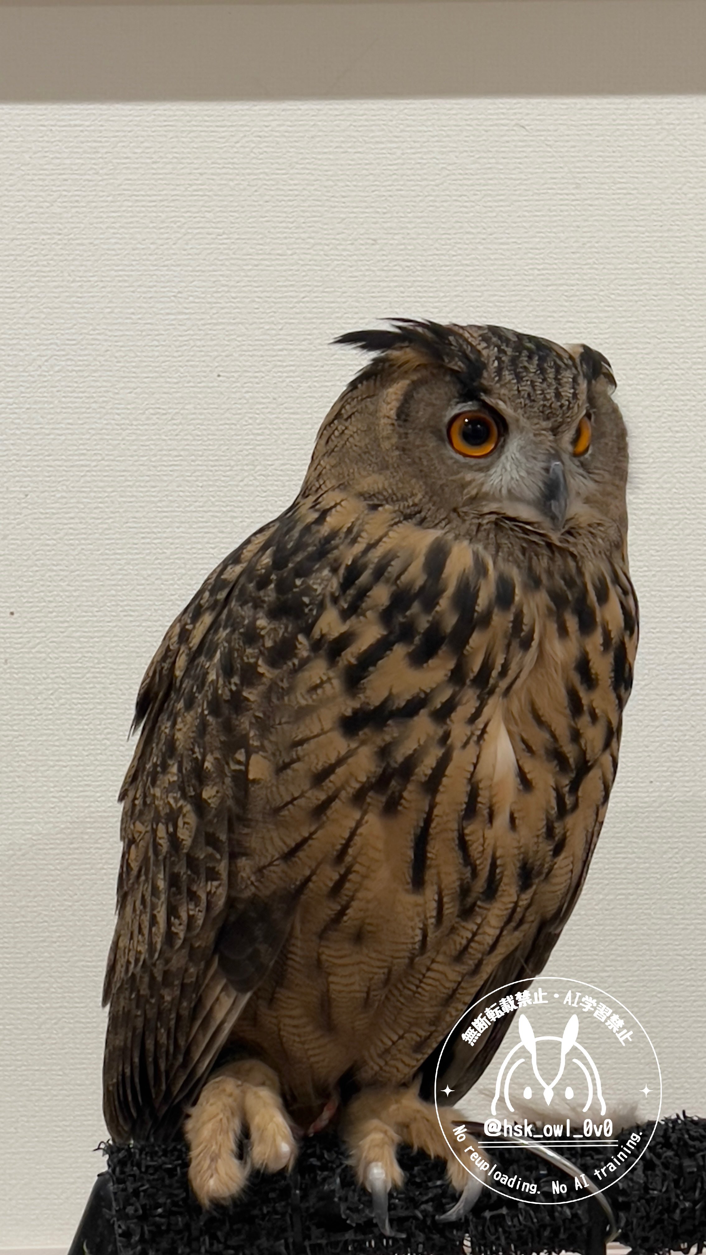 momozuku (@hsk_owl_0v0) / X momozuku (@hsk_owl_0v0) / X