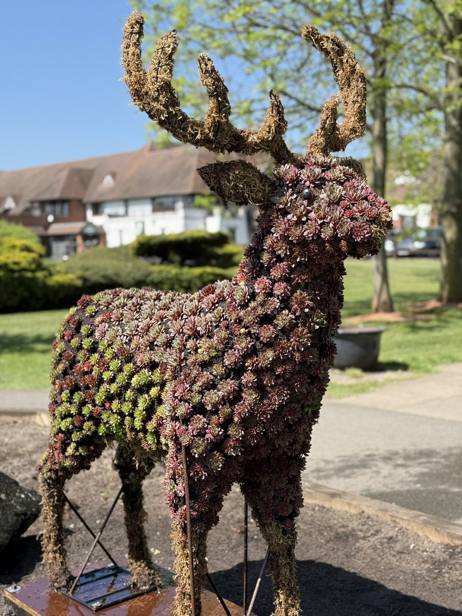 🦌 🌺