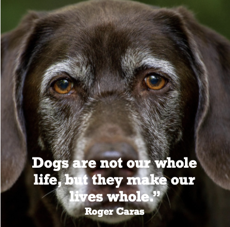 DatingForMating's tweet image. Ed Case has produced a witty guide on the subject of pet ownership which is a perfect addition to a family bookshelf. Dog is God backwards...just a thought as I get so much from the company of my own dog Out NOW on Amazon-check it out tinyurl.com/3u6pjvpm #writersoftwitter