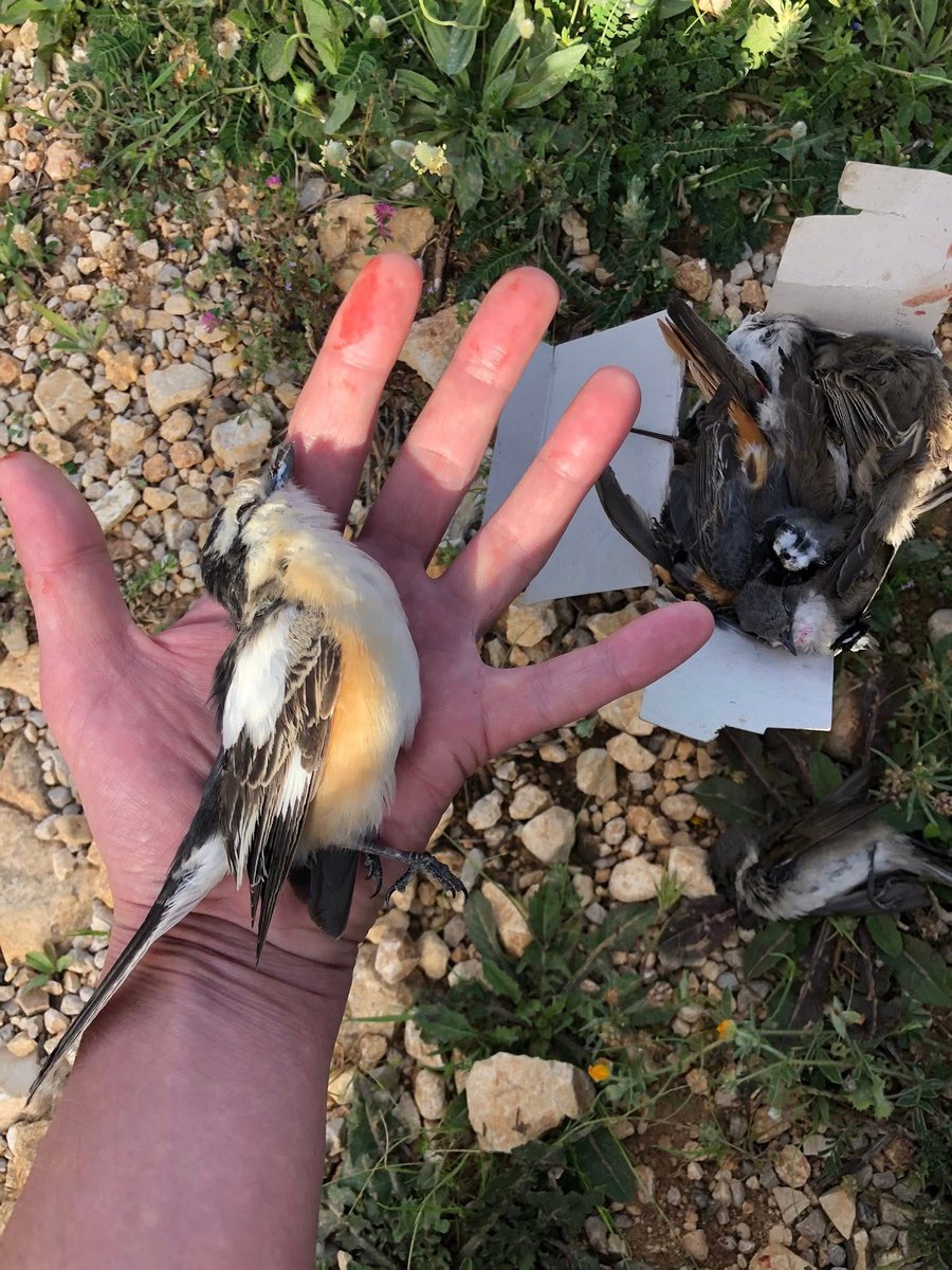 birddetectiveTR's tweet photo. Mükemmel coğrafyanın korkunç insanları… Büyük göç katliamı. Lübnan’da bizim ülkemize de gelen milyonlarca kuş, gözleri dönmüş ‘adet’ haline getirilmiş bir körlükle katlediliyor. Bu katliamı sona erdirmeye çalışan ekiplerce yapılan paylaşımlardan birini sizlerle paylaşayım. 
“Lübnan’da ötücü kuşların vurulması: İlkbahar göçü hâlâ tüm hızıyla devam ediyor – ancak özellikle Doğu Akdeniz göç rotası boyunca kuşlar korkunç boyutlarda avlanıyor. Sadece Lübnan kıyılarında, her gün binlerce avcı çuvallar ve kutular dolusu ötücü kuş topluyor. Satış ve zıkkımlanma amacıyla hedef alınan ötleğenler, kırlangıçlar, incirkuşları, kuyruksallayanlar, kirazkuşları, ağaçkakanlar ve tür gözetmeksizin bütün kuşlar özellikle öldürülüyor. Lübnan kıyı şeridinde, uygun her habitat parçasında elektronik ses tuzaklarından çalınan yüksek kuş ötüşleri duyulabiliyor. Verilen zararın boyutu konusunda ciddi bir rakam ortaya koymak mümkün değil. Ancak yaptığımız denetimlerde her bir kaçak avcının birkaç saat içinde yüzlerce kuş vurduğuna tekrar tekrar tanık oluyoruz. Sorunun büyüklüğü ve farkındalık eksikliği nedeniyle, Lübnan’da ötücü kuş avcılığına karşı polis operasyonları şu an için düşünülemez durumda. Bu nedenle biz ve Lübnan Doğa Koruma Derneği (SPNL) ile MESHC Kaçak Avcılıkla Mücadele Birimi’ndeki ortaklarımız, yalnızca failleri tespit edip doğrudan yüzleşmekle yetinebiliyoruz. Lübnan’da atılması gereken çok adım var, yol uzun…” @CABS_REPORTS raporu. Yerkürenin en önemli kuş göçü yolu üzerindeki katliamlara göz yumamayız. Bu pislik bölgede birçok yere ulaşmış. Kontrolsüz avcılık ve geçen gördüğümüz yapışkanla kuş öldürme buz dağının sadece görünen küçük bir kısmı…