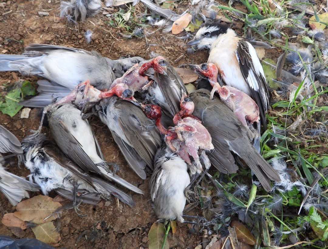 birddetectiveTR's tweet photo. Mükemmel coğrafyanın korkunç insanları… Büyük göç katliamı. Lübnan’da bizim ülkemize de gelen milyonlarca kuş, gözleri dönmüş ‘adet’ haline getirilmiş bir körlükle katlediliyor. Bu katliamı sona erdirmeye çalışan ekiplerce yapılan paylaşımlardan birini sizlerle paylaşayım. 
“Lübnan’da ötücü kuşların vurulması: İlkbahar göçü hâlâ tüm hızıyla devam ediyor – ancak özellikle Doğu Akdeniz göç rotası boyunca kuşlar korkunç boyutlarda avlanıyor. Sadece Lübnan kıyılarında, her gün binlerce avcı çuvallar ve kutular dolusu ötücü kuş topluyor. Satış ve zıkkımlanma amacıyla hedef alınan ötleğenler, kırlangıçlar, incirkuşları, kuyruksallayanlar, kirazkuşları, ağaçkakanlar ve tür gözetmeksizin bütün kuşlar özellikle öldürülüyor. Lübnan kıyı şeridinde, uygun her habitat parçasında elektronik ses tuzaklarından çalınan yüksek kuş ötüşleri duyulabiliyor. Verilen zararın boyutu konusunda ciddi bir rakam ortaya koymak mümkün değil. Ancak yaptığımız denetimlerde her bir kaçak avcının birkaç saat içinde yüzlerce kuş vurduğuna tekrar tekrar tanık oluyoruz. Sorunun büyüklüğü ve farkındalık eksikliği nedeniyle, Lübnan’da ötücü kuş avcılığına karşı polis operasyonları şu an için düşünülemez durumda. Bu nedenle biz ve Lübnan Doğa Koruma Derneği (SPNL) ile MESHC Kaçak Avcılıkla Mücadele Birimi’ndeki ortaklarımız, yalnızca failleri tespit edip doğrudan yüzleşmekle yetinebiliyoruz. Lübnan’da atılması gereken çok adım var, yol uzun…” @CABS_REPORTS raporu. Yerkürenin en önemli kuş göçü yolu üzerindeki katliamlara göz yumamayız. Bu pislik bölgede birçok yere ulaşmış. Kontrolsüz avcılık ve geçen gördüğümüz yapışkanla kuş öldürme buz dağının sadece görünen küçük bir kısmı…